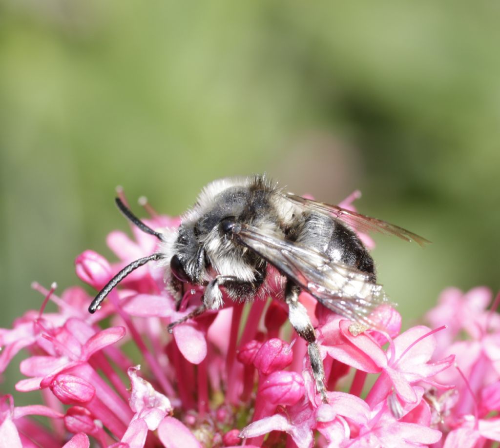 Apidae Anthophorinae: Melecta quale?... Melecta sp.